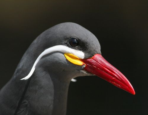 Inca Tern Larosterna Inca Photo: Alejandro Tello